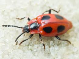 Attēlu rezultāti vaicājumam “Endomychus coccineus”