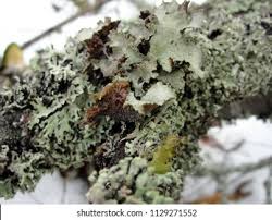 Attēlu rezultāti vaicājumam “Tuckermannopsis chlorophylla”