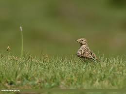 Image result for Calandrella brachydactyla