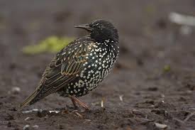 Attēlu rezultāti vaicājumam “Sturnus vulgaris”