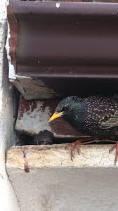 Attēlu rezultāti vaicājumam “Sturnus vulgaris nest”