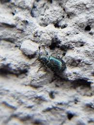 Attēlu rezultāti vaicājumam “Necrobia violacea”