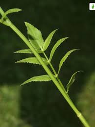 Attēlu rezultāti vaicājumam “Sium latifolium fruit”