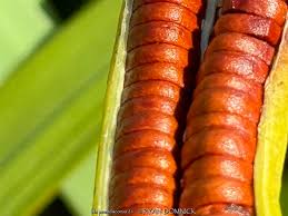 Attēlu rezultāti vaicājumam “Iris pseudacorus fruit”