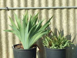 Attēlu rezultāti vaicājumam “Iris rosenbachiana flower”