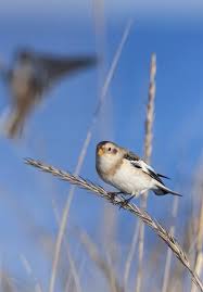 Attēlu rezultāti vaicājumam “Plectrophenax nivalis”