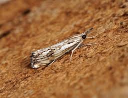 Attēlu rezultāti vaicājumam “Catoptria falsella”