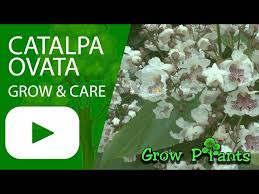 Attēlu rezultāti vaicājumam “Catalpa ovata”