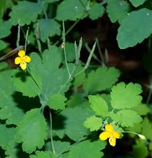 Attēlu rezultāti vaicājumam “Chelidonium majus”