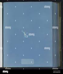 Attēlu rezultāti vaicājumam “Chaetophora pisiformis”