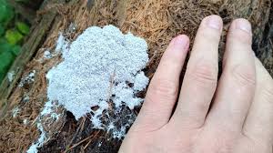 Attēlu rezultāti vaicājumam “Didymium spongiosum plasmodium”