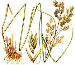 Attēlu rezultāti vaicājumam “Poa remota”