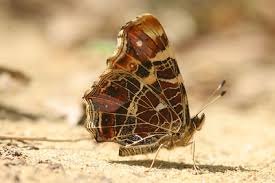 Attēlu rezultāti vaicājumam “Araschnia levana underside”