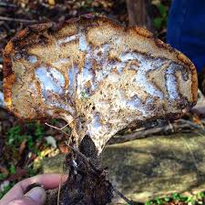 Attēlu rezultāti vaicājumam “Polyporus squamosus”