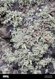 Attēlu rezultāti vaicājumam “Ramalina pollinaria”