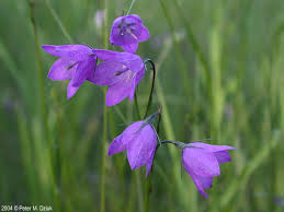Attēlu rezultāti vaicājumam “Campanula rotundifolia flower”