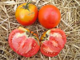 Afbeeldingsresultaat voor kosmonaut volkov 68D tomato