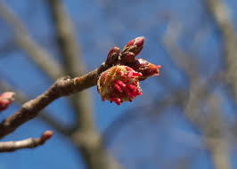Attēlu rezultāti vaicājumam “Acer saccharinum bud”
