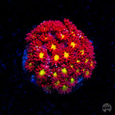 Attēlu rezultāti vaicājumam “Lophozia laxa macro”