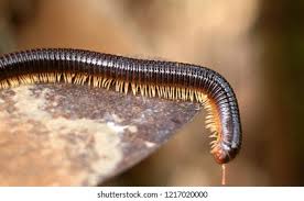 Attēlu rezultāti vaicājumam “Diplopoda”