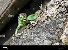 Attēlu rezultāti vaicājumam “Lacerta agilis male”
