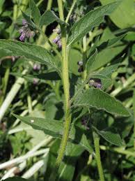 Attēlu rezultāti vaicājumam “Symphytum asperum leaf”