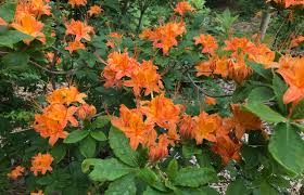 Attēlu rezultāti vaicājumam “Rhododendron calendulaceum”