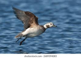 Attēlu rezultāti vaicājumam “Clangula hyemalis”