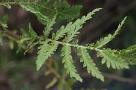 Attēlu rezultāti vaicājumam “Tanacetum vulgare”