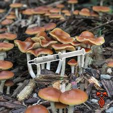 Attēlu rezultāti vaicājumam “Symphytocarpus trechisporus spores”