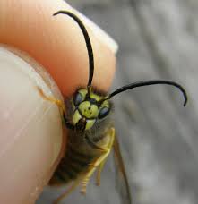 Attēlu rezultāti vaicājumam “Vespula germanica male”