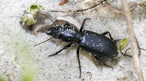 Attēlu rezultāti vaicājumam “Broscus cephalotes”
