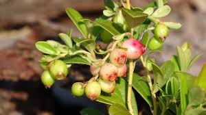 Attēlu rezultāti vaicājumam “Vaccinium vitis-idaea”