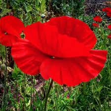 Attēlu rezultāti vaicājumam “Papaver rhoeas”