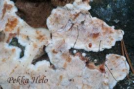 Attēlu rezultāti vaicājumam “Sarcoporia polyspora”