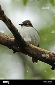 Attēlu rezultāti vaicājumam “Ficedula hypoleuca juvenile”
