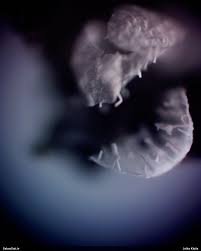 Attēlu rezultāti vaicājumam “Badhamiopsis macrospora”