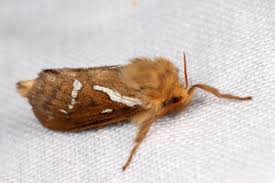 Attēlu rezultāti vaicājumam “Hepialus lupulinus”