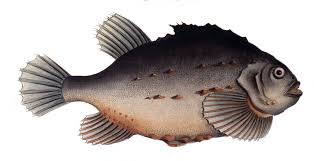 Image result for Cyclopterus lumpus