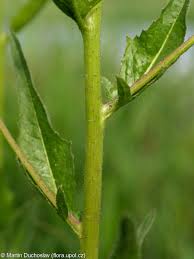 Attēlu rezultāti vaicājumam “Bunias orientalis bud”