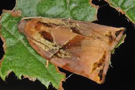Attēlu rezultāti vaicājumam “Archips podana female”