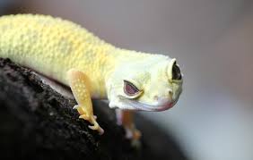 Attēlu rezultāti vaicājumam “Lycogala exiguum aggr.”