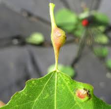 Attēlu rezultāti vaicājumam “Contarinia petioli”