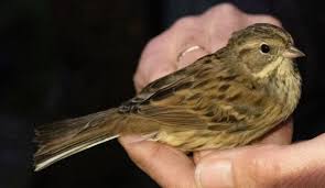Image result for Emberiza spodocephala