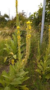 Image result for Verbascum thapsus