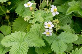 Attēlu rezultāti vaicājumam “Fragaria vesca flower”