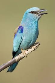 Attēlu rezultāti vaicājumam “Coracias garrulus adult”
