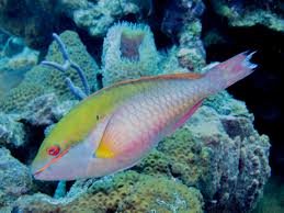 Image result for Sparisoma aurofrenatum