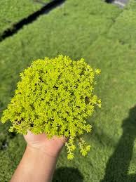 Image result for Sedum acre