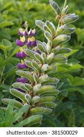 Attēlu rezultāti vaicājumam “Lupinus polyphyllus fruit”